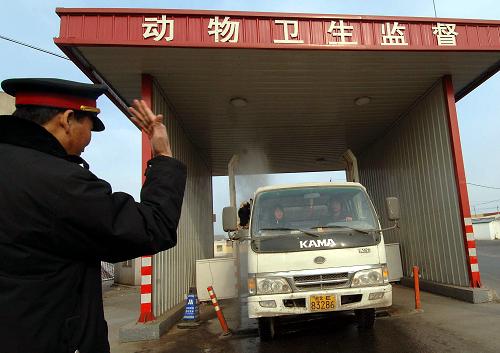 1月8日,一輛運(yùn)送動(dòng)物進(jìn)京的貨車在北京白廟公路動(dòng)物防疫監(jiān)督檢查站接受消毒。春節(jié)臨近,北京市采取措施加強(qiáng)動(dòng)物疫病防控,對外埠運(yùn)送進(jìn)京的動(dòng)物及產(chǎn)品實(shí)行嚴(yán)格監(jiān)督檢查,并做好運(yùn)載工具消毒工作。此外,還加強(qiáng)對禽類養(yǎng)殖場、養(yǎng)殖戶的防疫管理,力求春節(jié)期間上市的動(dòng)物產(chǎn)品食用安全。 新華社記者 公磊 攝