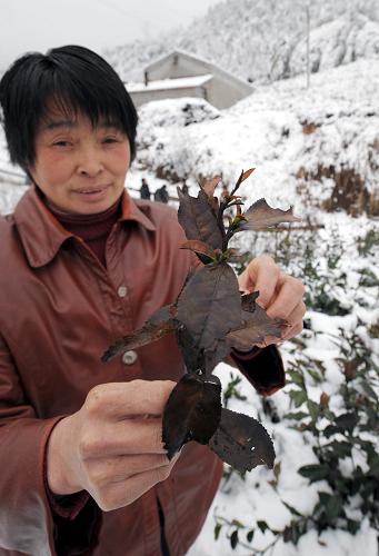 3月3日,安徽霍山縣落兒嶺鎮(zhèn)白云庵村村民方金蘭在展示被凍死的茶葉。 安徽大別山區(qū)岳西、霍山等縣近日發(fā)生罕見的持續(xù)冰凍災(zāi)害,農(nóng)作物受災(zāi)慘重,大量生活生產(chǎn)基礎(chǔ)設(shè)施被毀。霍山、岳西等地緊急啟動應(yīng)急預(yù)案,抗災(zāi)救災(zāi)。 新華社記者 陳曄華 攝