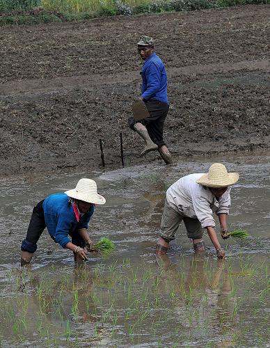 4月2日,臨滄市孟定鎮(zhèn)的村民在插秧。 在久旱雨后的云南省臨滄市耿馬自治縣,農(nóng)民群眾紛紛投入到春耕備耕生產(chǎn)中來,田間地頭車來人往,整地、插秧、運肥料,一派忙碌的春耕景象。 新華社記者 何俊昌 攝