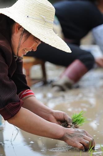 貴州省安順市西秀區(qū)兩所村村民在水田里插秧(5月3日攝)。 近期,貴州降雨明顯,旱區(qū)旱情緩解,貴州省氣象局4日宣布解除干旱橙色預警信號。據貴州省氣象臺通報,在4月30日8時至5月4日8時的降雨過程中,貴州西南部地區(qū)降雨明顯,累計雨量有23縣(市)在25毫米以上,鎮(zhèn)寧、紫云、望謨、普安4縣達50毫米以上。有1315個鄉(xiāng)鎮(zhèn)出現降雨,有353個累計雨量在25毫米以上,94個在50毫米以上,西南部重旱地區(qū)旱情得到緩解。 新華社記者劉續(xù)攝