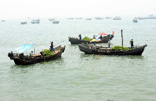 7月7日,漁船在奧帆賽場打撈滸苔。 當日,來自青島市的200多艘漁船對奧帆賽比賽場地A區(qū)(帆船帆板比賽場)的滸苔進行全面清理,確保各國運動員下海訓練。目前,以奧帆賽場海域為中心,已設(shè)置流網(wǎng)近1萬米,圍油欄4680多米,累計打撈滸苔40.23萬噸,清運24.87萬噸,奧帆賽場及周邊海域滸苔密集度已大幅度下降。 新華社記者范長國攝