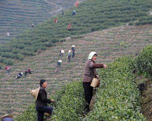 4月7日,茶農(nóng)們正在采摘新茶。浙江省長(zhǎng)興縣大力推進(jìn)茶葉合作社的發(fā)展,鼓勵(lì)茶農(nóng)組成合作社,在政府的幫助下進(jìn)行品種優(yōu)化、品牌建設(shè)和市場(chǎng)銷(xiāo)售,有效促進(jìn)了當(dāng)?shù)夭璁a(chǎn)業(yè)的發(fā)展和農(nóng)民收入的增加。今年長(zhǎng)興縣茶農(nóng)種植的4萬(wàn)余畝特色白茶,預(yù)計(jì)茶葉產(chǎn)量將達(dá)到300噸。新華社記者 徐昱 攝