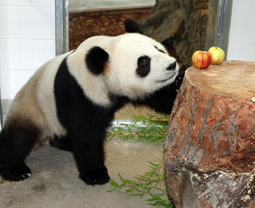 11月28日,中國(guó)大熊貓“福妮”在澳大利亞阿德萊德動(dòng)物園內(nèi)吃水果。當(dāng)?shù)貢r(shí)間28日,澳大利亞人期盼已久的一對(duì)中國(guó)大熊貓“網(wǎng)網(wǎng)”和“福妮”安全抵達(dá)南澳大利亞州阿德萊德。 新華社發(fā)