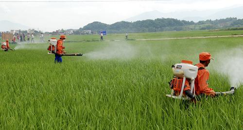 8月17日,廣西灌陽(yáng)縣新街鄉(xiāng)機(jī)防隊(duì)員在晚稻田里噴藥防控“南方水稻黑條矮縮病”。新華社發(fā)(喻湘泉 攝)