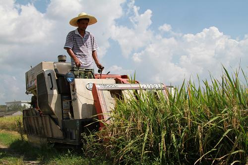 9月1日,來自江蘇的農(nóng)機(jī)手駕著聯(lián)合收割機(jī)在黃山市萬安鎮(zhèn)紅心村稻田里作業(yè)。新華社發(fā)(胡宏坤 攝)
