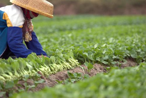11月12日,海南省??谑形餍沔?zhèn)龍頭村菜農(nóng)在地里收割青菜。即日起,??谑袨?zāi)后搶種的生長期短的大量小葉青菜陸續(xù)上市。緩解了主要依靠島外進(jìn)菜,市場蔬菜供應(yīng)緊張、菜價(jià)高的狀況。現(xiàn)在,??谑形餍沔?zhèn)龍頭、榮山、博養(yǎng)等蔬菜基地,每天都有幾十噸上百噸的蔬菜上市。據(jù)海南省價(jià)格監(jiān)測中心監(jiān)測顯示,由于海南本地菜陸續(xù)上市,菜價(jià)開始有所回落。新華社發(fā)(潘華清 攝)