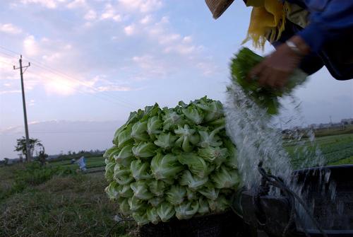 11月12日,海南省??谑形餍沔?zhèn)龍頭村菜農(nóng)將收割的青菜洗凈裝筐打包,準(zhǔn)備供應(yīng)市場。新華社發(fā)(潘華清 攝)