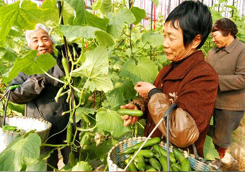 11月12日,浙江義烏秀禾農(nóng)業(yè)公司員工在大棚內(nèi)采摘供應(yīng)市場的小黃瓜。今年下半年以來,義烏市充分發(fā)揮設(shè)施蔬菜特點(diǎn),利用全市200多萬平方米農(nóng)用鋼架大棚,栽培各類反季節(jié)蔬菜供應(yīng)市場,以平抑菜價(jià),豐富居民“菜籃子”。新華社發(fā)(張建成 攝)
