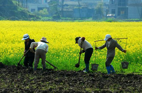 3月21日,云南曲靖市羅平縣羅雄鎮(zhèn)的農(nóng)民在田間勞作。當(dāng)日是農(nóng)歷二十四節(jié)氣中的春分,農(nóng)民們抓緊有利時(shí)機(jī)春耕春種。新華社發(fā)(毛虹 攝)