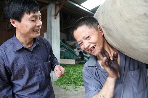 5月15日,吳德華(左)與智障工人吳天喜交流溝通。 十幾年前,歙縣霞坑鎮(zhèn)石潭村農(nóng)民吳德華因一次意外失去了右上肢,但他身殘志不殘,憑著堅(jiān)強(qiáng)的意志勇于創(chuàng)業(yè),于2002年創(chuàng)辦了“茶之源”制茶廠。茶廠每年生產(chǎn)茶葉近700擔(dān),年收入10余萬元。吳德華不忘牽手身邊的殘疾鄉(xiāng)親共同走上致富路。他的茶廠優(yōu)先安排殘疾人就業(yè),殘疾工人每天收入達(dá)100余元。 新華社稿(吳建平攝)