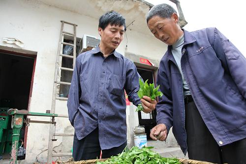5月15日,吳德華(左)與茶農(nóng)交流茶葉質(zhì)量。 十幾年前,歙縣霞坑鎮(zhèn)石潭村農(nóng)民吳德華因一次意外失去了右上肢,但他身殘志不殘,憑著堅(jiān)強(qiáng)的意志勇于創(chuàng)業(yè),于2002年創(chuàng)辦了“茶之源”制茶廠。茶廠每年生產(chǎn)茶葉近700擔(dān),年收入10余萬元。吳德華不忘牽手身邊的殘疾鄉(xiāng)親共同走上致富路。他的茶廠優(yōu)先安排殘疾人就業(yè),殘疾工人每天收入達(dá)100余元。 新華社稿(吳建平攝)