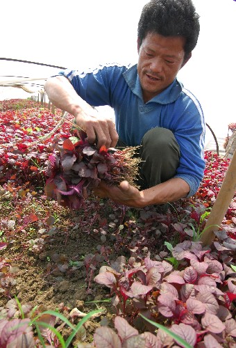 3月27日,南昌市青山湖區(qū)揚(yáng)子洲鄉(xiāng)聯(lián)民村的菜農(nóng)在采摘莧菜。 新華社發(fā)(周科攝)