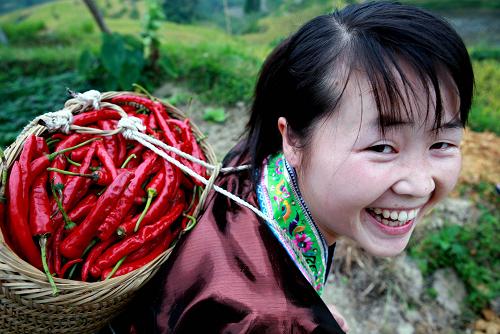 9月24日,在廣西融水苗族自治縣桿洞鄉(xiāng)花孖苗寨,寨里辣椒合作社的一位苗家女背著剛采摘的辣椒回家。新華社發(fā)(龍濤 攝)