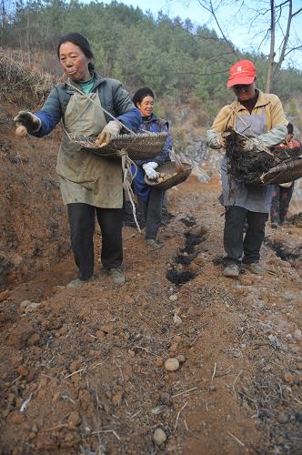 3月11日,貴州水城縣玉舍鄉(xiāng)甘塘村村民在試著在干旱的土地中種馬鈴薯。 當日,貴州省防汛抗旱指揮部啟動Ⅱ級抗旱應(yīng)急響應(yīng),應(yīng)對當前嚴重旱情。據(jù)氣象部門預(yù)報,未來一周,貴州大部分地區(qū)氣象干旱仍將持續(xù),其中省西南部旱情將發(fā)展。目前貴州省因旱有348萬人、156萬頭大牲畜發(fā)生臨時飲水困難,全省農(nóng)作物受旱面積1304萬畝,占夏收農(nóng)作物播種面積的60%左右。 新華社記者 楊楹 攝