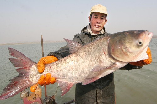 起捕鮮魚(yú)供應(yīng)節(jié)日市場(chǎng) 12月24日,江蘇省贛榆縣一養(yǎng)殖戶(hù)展示一條重達(dá)13.5公斤的鰱魚(yú)。 眼下,江蘇省贛榆縣水產(chǎn)品大面積起捕,供應(yīng)北京、上海等地節(jié)日市場(chǎng)。贛榆縣擁有無(wú)公害淡水產(chǎn)養(yǎng)殖面積20余萬(wàn)畝,盛產(chǎn)花鰱、白鰱、鯉魚(yú)、甲魚(yú)等20多個(gè)品種,年產(chǎn)無(wú)公害淡水魚(yú)30多萬(wàn)噸。 新華社發(fā)(司偉 攝)