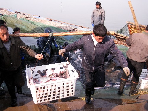 12月24日,湖北枝江漁民將捕獲的鮮魚(yú)分裝準(zhǔn)備過(guò)秤銷(xiāo)售。