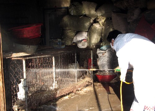 1月7日,三河市畜牧、防疫部門工作人員在燕郊行宮市場活禽專賣店內(nèi)消毒。新華社記者曹國廠攝