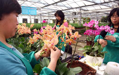 1月18日,北京花鄉(xiāng)花木集團(tuán)花農(nóng)正在加工鮮花產(chǎn)品。臨近農(nóng)歷新年,各個(gè)花卉企業(yè)都在抓緊為節(jié)日鮮花供應(yīng)市場做準(zhǔn)備。 新華社記者 高學(xué)余 攝