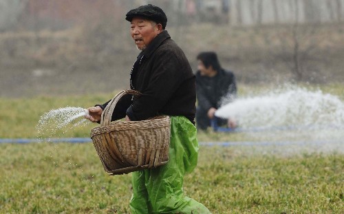 2月6日,安徽阜陽潁州區(qū)農(nóng)民劉喜眉在為小麥追肥。新華社記者李健攝