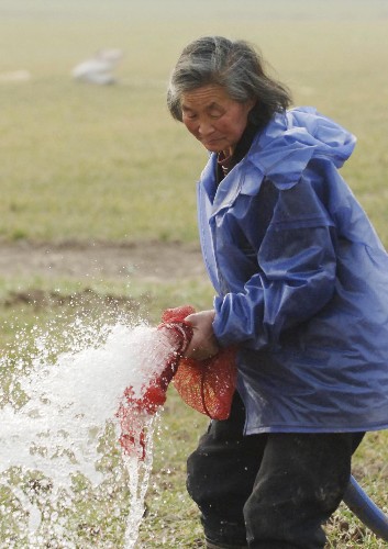 2月6日,安徽阜陽潁泉區(qū)66歲的王賀蓉老人在澆地。新華社記者李健攝