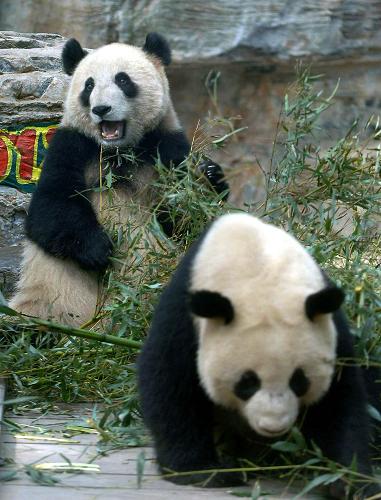 3月17日,北京動物園內(nèi)的“奧運(yùn)大熊貓”在吃竹子。在北京動物園生活了10個月的8只“奧運(yùn)大熊貓”即將于3月22日搭乘飛機(jī)返回四川。這8只“奧運(yùn)大熊貓”于2008年5月24日來到北京動物園。據(jù)統(tǒng)計(jì),在北京生活期間,共有游客210萬人次前去看望它們。新華社記者 公磊 攝