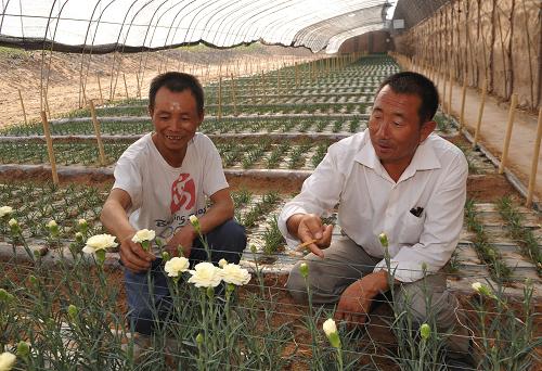 9月2日,兩位農(nóng)民在查看沙漠日光溫棚里栽植的花卉。新華社記者劉泉龍 攝