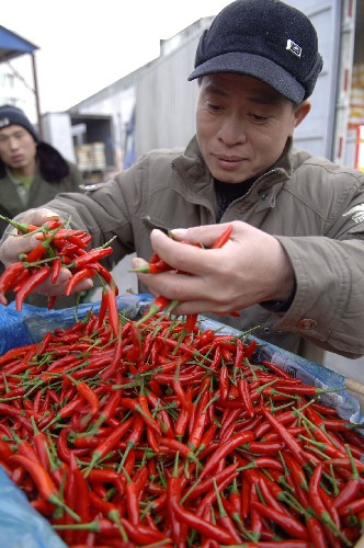2月4日,在北京糧油中央批發(fā)市場,海南澄邁瓜菜協(xié)會的工作人員在檢查辣椒質(zhì)量。 新華社記者 趙穎全 攝