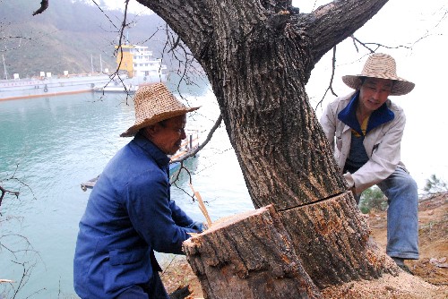 2月25日,湖北省秭歸縣茅坪鎮(zhèn)廟河村村民對蓄水線下的林木進行清理。 為確保三峽庫區(qū)四期蓄水后庫區(qū)水域通航安全和水質不受污染,三峽庫區(qū)湖北段從2月下旬開始對區(qū)內175米水位線以下的林木、雜草等進行清理。 新華社發(fā)(鄭家裕 攝)