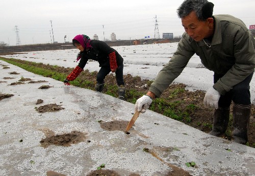 2月25日,在南昌市西湖區(qū)朝陽農(nóng)場(chǎng),一位菜農(nóng)在給地膜覆蓋栽培的蘿卜進(jìn)行破膜出苗作業(yè)。 近日,江西搶種的速生蔬菜種子已陸續(xù)破土長出青苗,為防范惡劣天氣再次襲擊,江西菜農(nóng)們采取各項(xiàng)保護(hù)措施,確保災(zāi)后蔬菜能夠及時(shí)上市。 新華社發(fā)(周科攝)