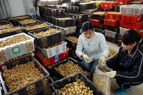 2月28日,農(nóng)業(yè)科技園區(qū)員工在包裝準備外運的脫毒馬鈴薯微型種薯?!⌒氯A社記者 姜恩宇 攝