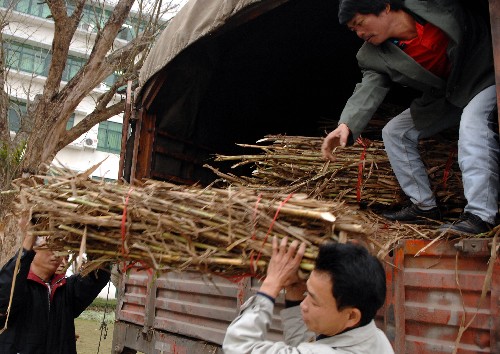 2月29日,工人們將準(zhǔn)備送往廣西和云南雪災(zāi)地區(qū)的優(yōu)良牧草種苗裝上汽車(chē)。 新華社記者 姜恩宇 攝