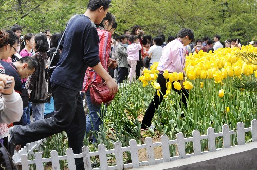 5月2日,青島市中山公園內(nèi)盛開(kāi)的郁金香被個(gè)別游客肆意踐踏。“五一”期間,青島市作為奧運(yùn)協(xié)辦城市吸引了眾多游客。但一些人在享受假期的同時(shí),攀折林木花草、亂扔垃圾、翻越欄桿、爭(zhēng)搶座位,種種不文明現(xiàn)象成為假期里的不和諧音符。新華社記者 李紫恒 攝