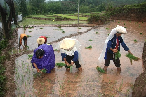 5月4日,云南普洱市江城哈尼族彝族自治縣康平鄉(xiāng)農(nóng)民在雨中插秧。 新華社記者 陳海寧 攝
