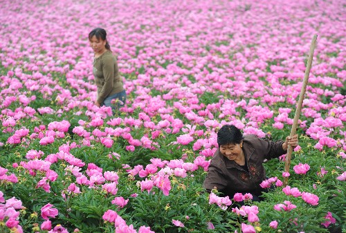 5月26日,農(nóng)民在長治市郊區(qū)堠北莊鎮(zhèn)成片的芍藥地里進行田間管理。 長治市郊區(qū)發(fā)揮區(qū)域物流、加工優(yōu)勢,實施公司加農(nóng)戶種植模式,大力發(fā)展中草藥種植,并帶動周邊區(qū)縣的藥材種植,取得明顯成效。目前,當?shù)厮幉姆N植面積達2萬畝,從事藥材種植的農(nóng)民有6000余戶。 新華社發(fā)(姚林 攝)