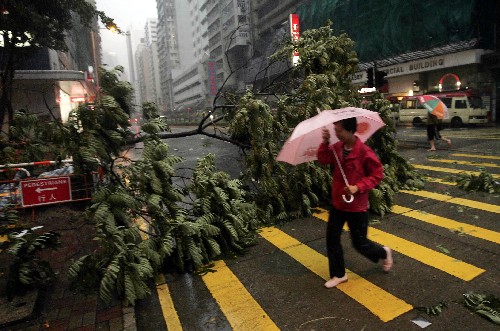 6月25日,香港市民從被大風(fēng)吹倒的樹前走過。 新華社記者 周磊 攝