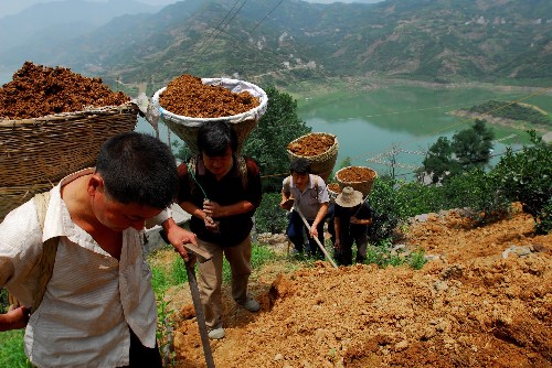 6月24日,湖北省秭歸縣郭家壩鎮(zhèn)頭道河村農(nóng)民正在搬運(yùn)沃土。 新華社發(fā)(鄭家裕 攝)