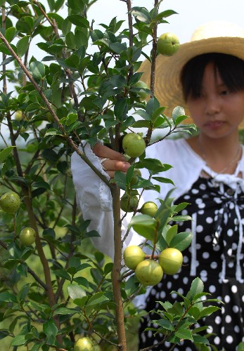 7月17日,觀上鎮(zhèn)陳家村一位村民在管理油茶樹。 新華社記者 周科 攝