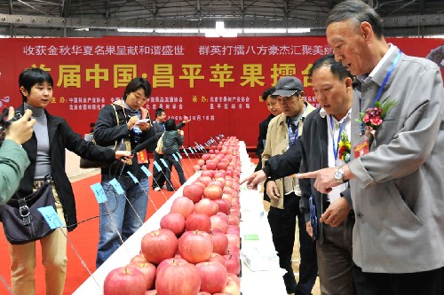 10月16日,評委在對蘋果進(jìn)行品評。 當(dāng)日,一場蘋果擂臺賽在北京市昌平區(qū)綜合體育館舉行。參加擂臺賽的蘋果來自陜西、甘肅、山東、河南、河北、寧夏、北京等主要蘋果產(chǎn)地,包括富士、元帥、金冠等5大系列20多個品種657個樣品。25名蘋果專家擔(dān)當(dāng)評委,按照果形、顏色、口感、風(fēng)味、安全等指標(biāo)評選出“中華名果”。同時邀請50名北京市民代表品嘗,評選出“北京市民最喜愛的蘋果”。 新華社記者劉浦泉攝