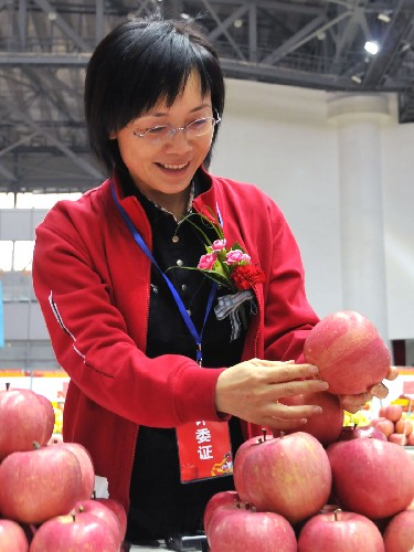 10月16日,一位評委在對蘋果外觀進(jìn)行評定。 當(dāng)日,一場蘋果擂臺賽在北京市昌平區(qū)綜合體育館舉行。參加擂臺賽的蘋果來自陜西、甘肅、山東、河南、河北、寧夏、北京等主要蘋果產(chǎn)地,包括富士、元帥、金冠等5大系列20多個品種657個樣品。25名蘋果專家擔(dān)當(dāng)評委,按照果形、顏色、口感、風(fēng)味、安全等指標(biāo)評選出“中華名果”。同時邀請50名北京市民代表品嘗,評選出“北京市民最喜愛的蘋果”。 新華社記者劉浦泉攝