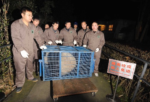 12月23日,工作人員將大熊貓裝籠上車。 當日,大熊貓“團團”“圓圓”將乘專機飛赴臺灣。目前,“團團”“圓圓”已被送上開往成都雙流機場的全封閉式貨車,身體、精神狀況良好。 新華社記者陳燮攝