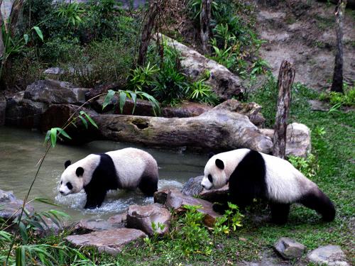 2月14日,“團(tuán)團(tuán)”“圓圓”在戶外游玩。當(dāng)日,贈(zèng)臺(tái)大熊貓“團(tuán)團(tuán)”“圓圓”首次戶外公開亮相。“團(tuán)團(tuán)”“圓圓”于2008年12月來(lái)到臺(tái)北市立動(dòng)物園,并在2009年1月26日正式與臺(tái)灣民眾見面。 新華社記者 王妍 攝