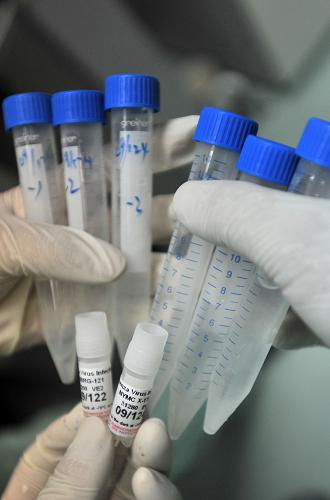 6月17日,研究人員對兩支甲型H1N1流感疫苗生產(chǎn)用毒株進行接種培養(yǎng)。新華社發(fā)(周超 攝)