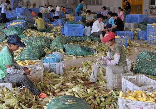 8月4日,在廣西橫縣六景工業(yè)園區(qū)一家罐頭食品廠,工人正在為準(zhǔn)備加工成罐頭食品的甜玉米剝皮。新華社記者 周華 攝