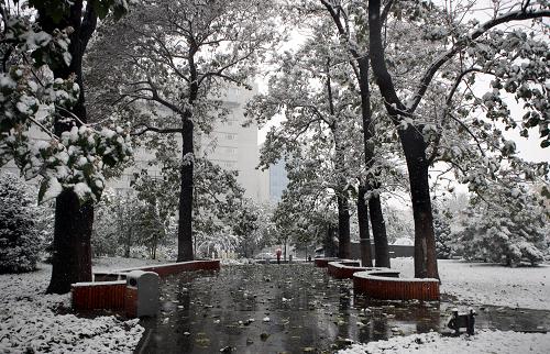 雪的童話(11月1日攝)。11月1日,紛紛揚揚的雪花在北京的天空中飄灑,秋意濃濃的京城銀裝素裹,如詩如畫。新華社記者 薛東梅攝