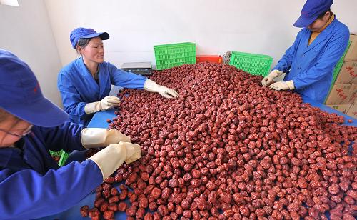 1月5日,寧夏中衛(wèi)市西部棗業(yè)食品有限公司員工在分揀大棗。寧夏在全區(qū)初步形成了紅棗、枸杞、硒砂瓜、馬鈴薯、奶牛、葡萄、淡水魚(yú)等區(qū)域性特色優(yōu)勢(shì)產(chǎn)業(yè)。2009年,全區(qū)用于扶持特色優(yōu)勢(shì)產(chǎn)業(yè)發(fā)展及產(chǎn)業(yè)化經(jīng)營(yíng)的資金達(dá)到3億元,撬動(dòng)社會(huì)投資36億元以上,農(nóng)產(chǎn)品加工企業(yè)銷(xiāo)售收入超過(guò)10億元。新華社記者 劉泉龍 攝