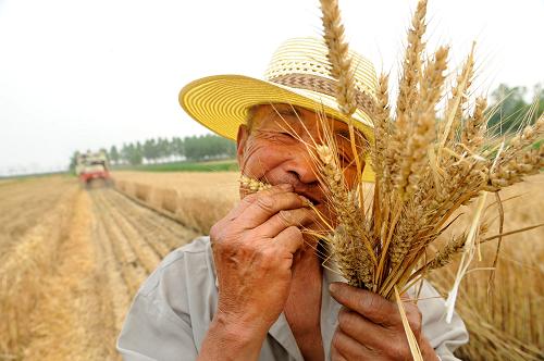 6月22日,即墨市龍泉街道辦事處村民于祥德在鑒別自己地里小麥的飽滿度。我國(guó)第二大小麥主產(chǎn)區(qū)山東省夏糧收獲已過(guò)大半,豐收已成定局。連日來(lái),齊魯各地正利用晴好天氣進(jìn)行冬小麥的最后搶收。截至21日17時(shí),山東已累計(jì)收獲小麥4428.5萬(wàn)畝,占全省應(yīng)收面積的83%。記者從山東省農(nóng)業(yè)廳和山東省農(nóng)機(jī)辦了解到,從目前已經(jīng)收獲情況看,預(yù)計(jì)山東小麥平均畝產(chǎn)385.5公斤,總產(chǎn)可達(dá)206億公斤左右,在今春遭遇持續(xù)寒流不利天氣的影響下,仍超過(guò)去年實(shí)現(xiàn)連續(xù)8年增產(chǎn)。新華社記者李紫恒攝