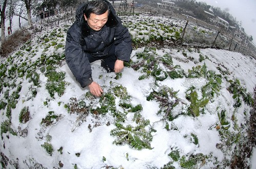 這是湖南寧鄉(xiāng)縣境內(nèi)被厚厚冰雪覆蓋的菜地(1月25日攝)。 新華社記者 龍弘濤 攝