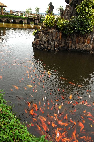 海南金海漿紙廠處理后的水可以養(yǎng)魚(3月23日攝)。 新華社記者 姜恩宇攝
