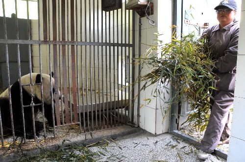 5月23日,飼養(yǎng)員徐婭琳正在給大熊貓“團(tuán)團(tuán)”“圓圓”清理圈舍。 新華社記者 陳燮 攝