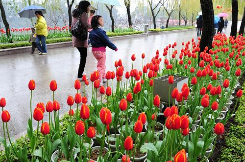福州市民在西湖公園觀賞盛開的郁金香(2008年2月7日攝)。 新華社發(fā)(資料照片)